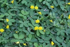 Arachis pintoi